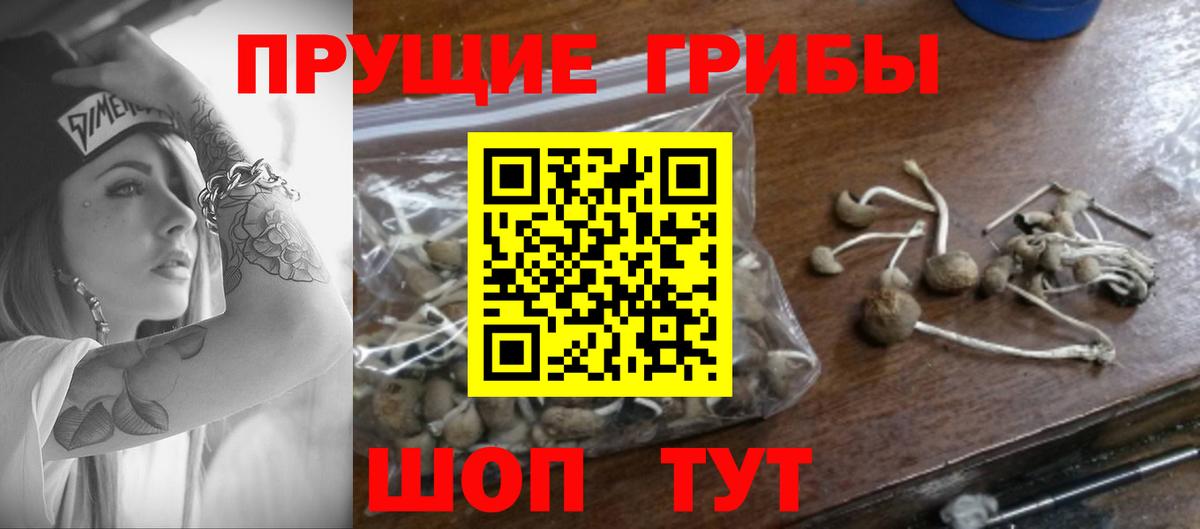 Псилоцибиновые грибы прущие грибы  Вход с VPN  купить наркотик  Лесосибирск 
